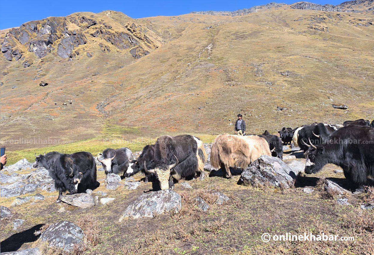 रुकुमपूर्वमा चौँरी पालन फस्टाउँदै, दुई वर्षमा २८ बाट ४३ पुगे