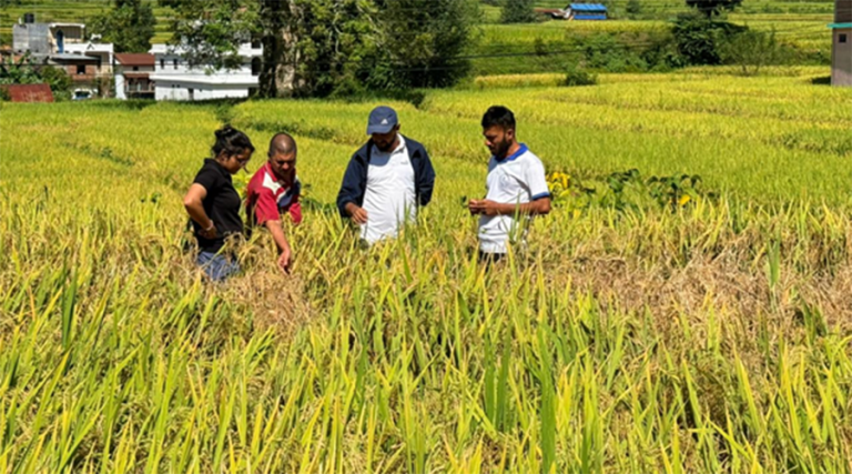 पर्वतमा धानबालीमा फड्के कीराको संक्रमण, कृषक चिन्तित   