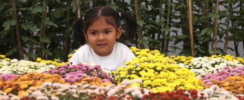 तिहारको उत्सव, फूलको महोत्सव (तस्वीरहरू)