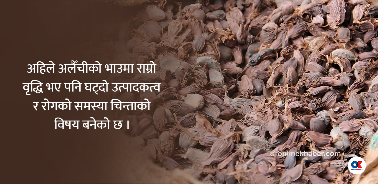 नेपालको अलैँची बजार : भाउ नाघ्यो प्रतिमन लाख, घट्दो उत्पादनले बढायो चिन्ता