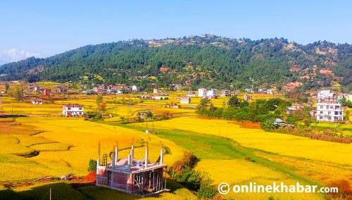 किन खुम्चिँदै छ नेपालको धान उत्पादन ?