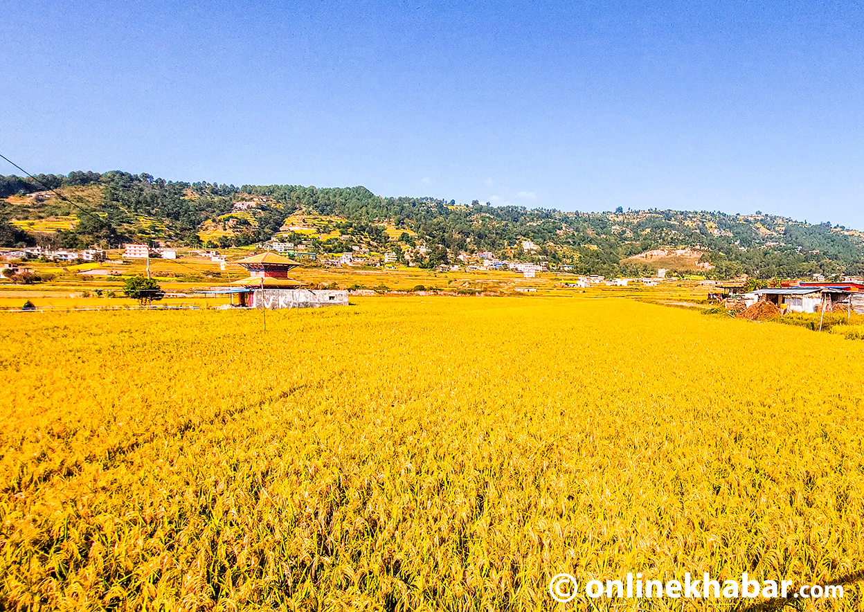 भकुण्डेवेशी फाँटमा झुल्‍यो धानका बाला (तस्वीरहरू)