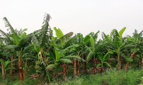 केराका थामबाटै आम्दानी गर्छन् मधेशका किसान