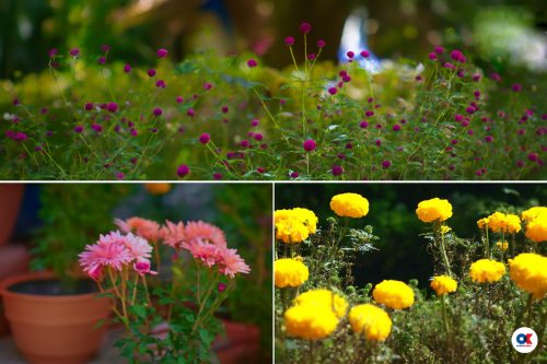 सयपत्री, मखमली र गोदावरीको तिहार सम्बन्ध