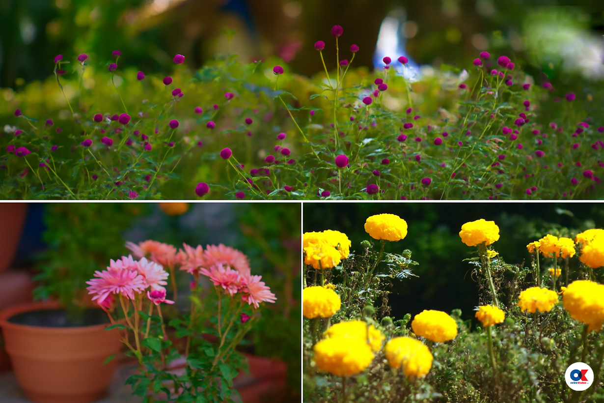 सयपत्री, मखमली र गोदावरीको तिहार सम्बन्ध