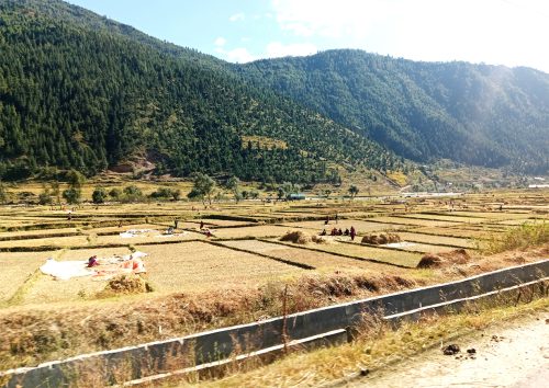 जुम्ली किसानलाई मार्सीधान काट्ने चटारो