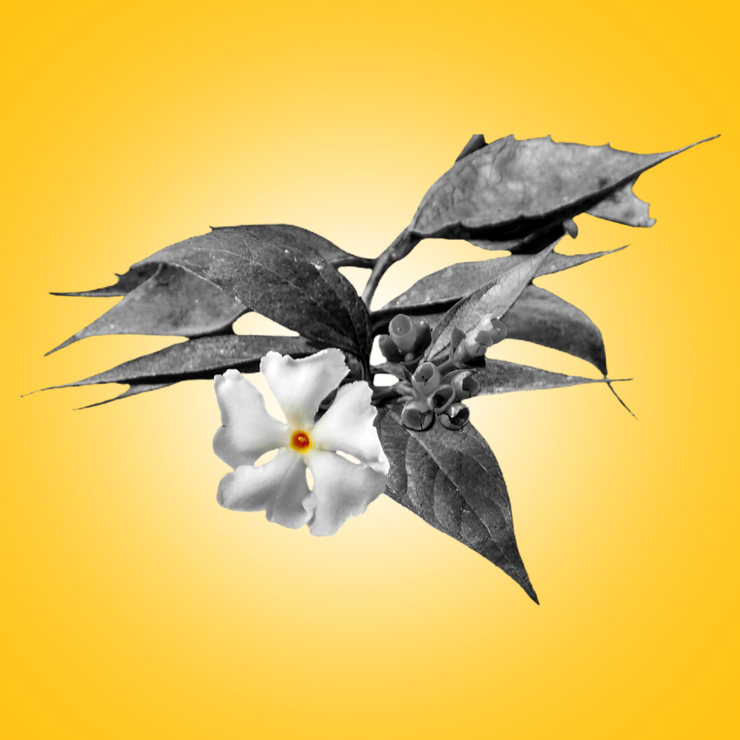 Parijat flowers collected