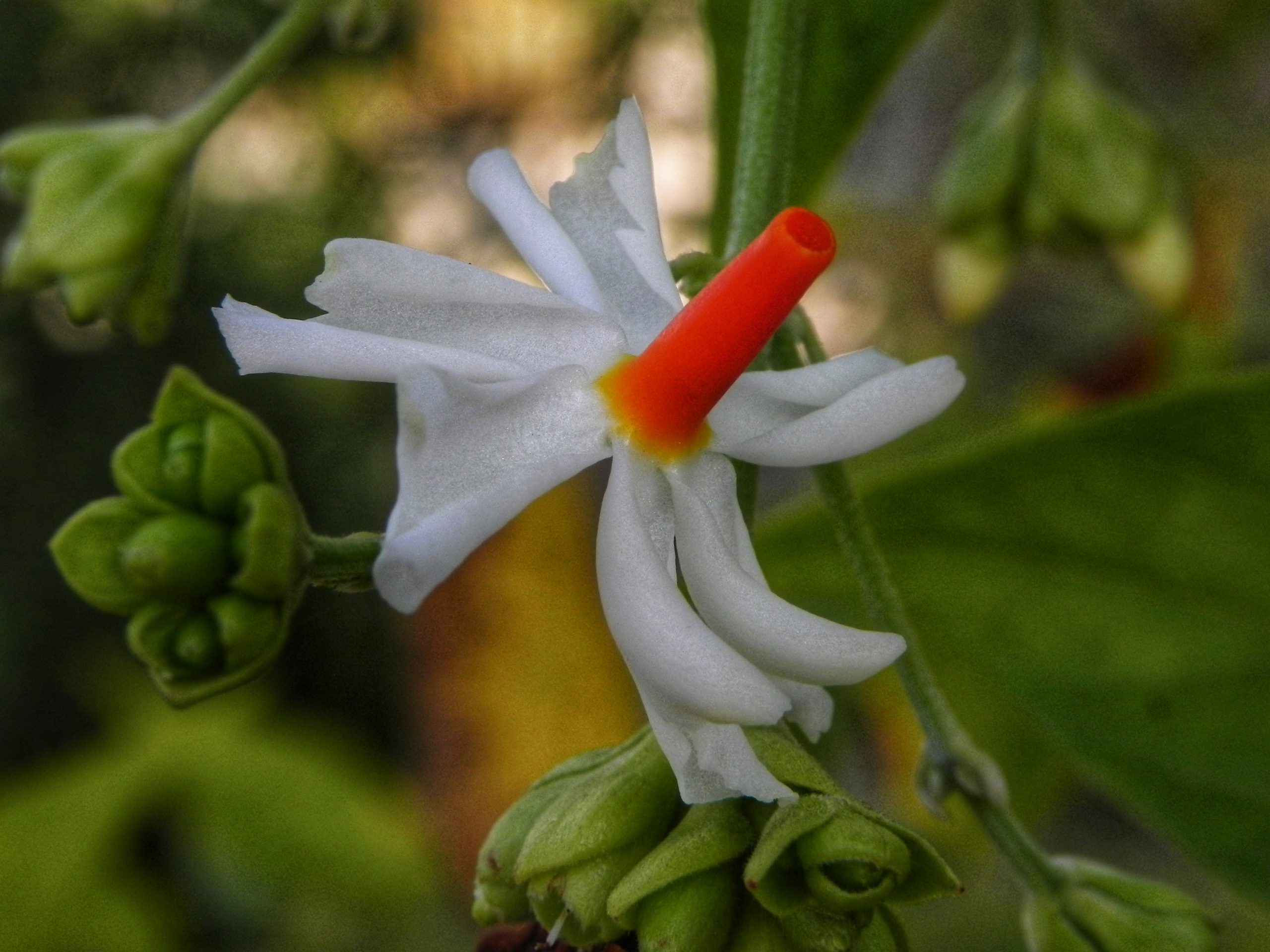 Parijat flowers on plant