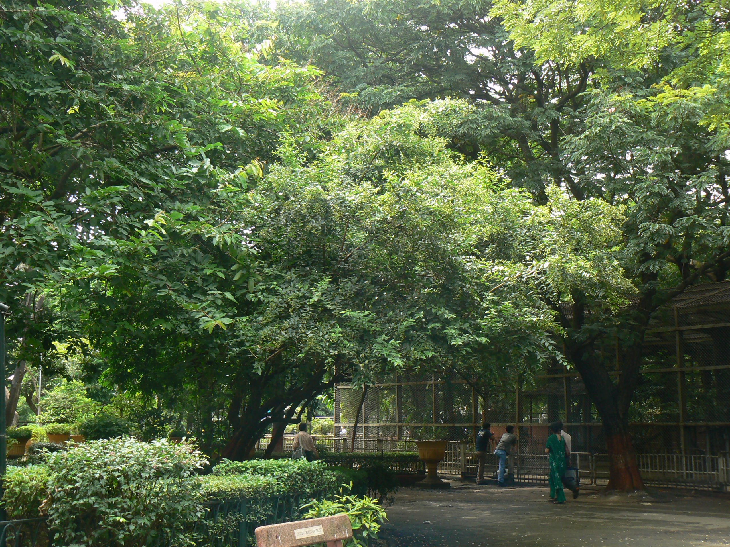 Parijat Flower close-up