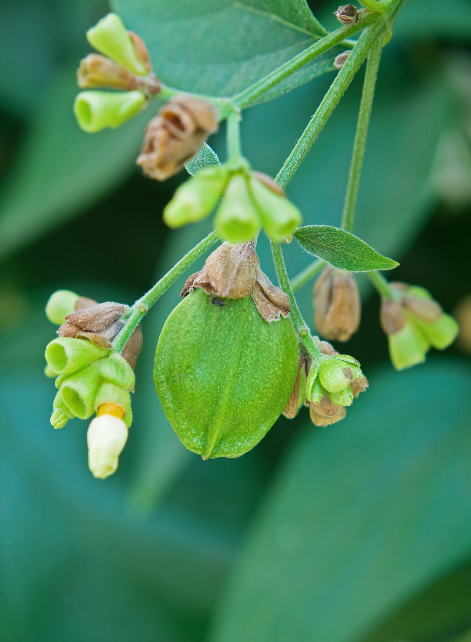 Fallen Parijat flowers