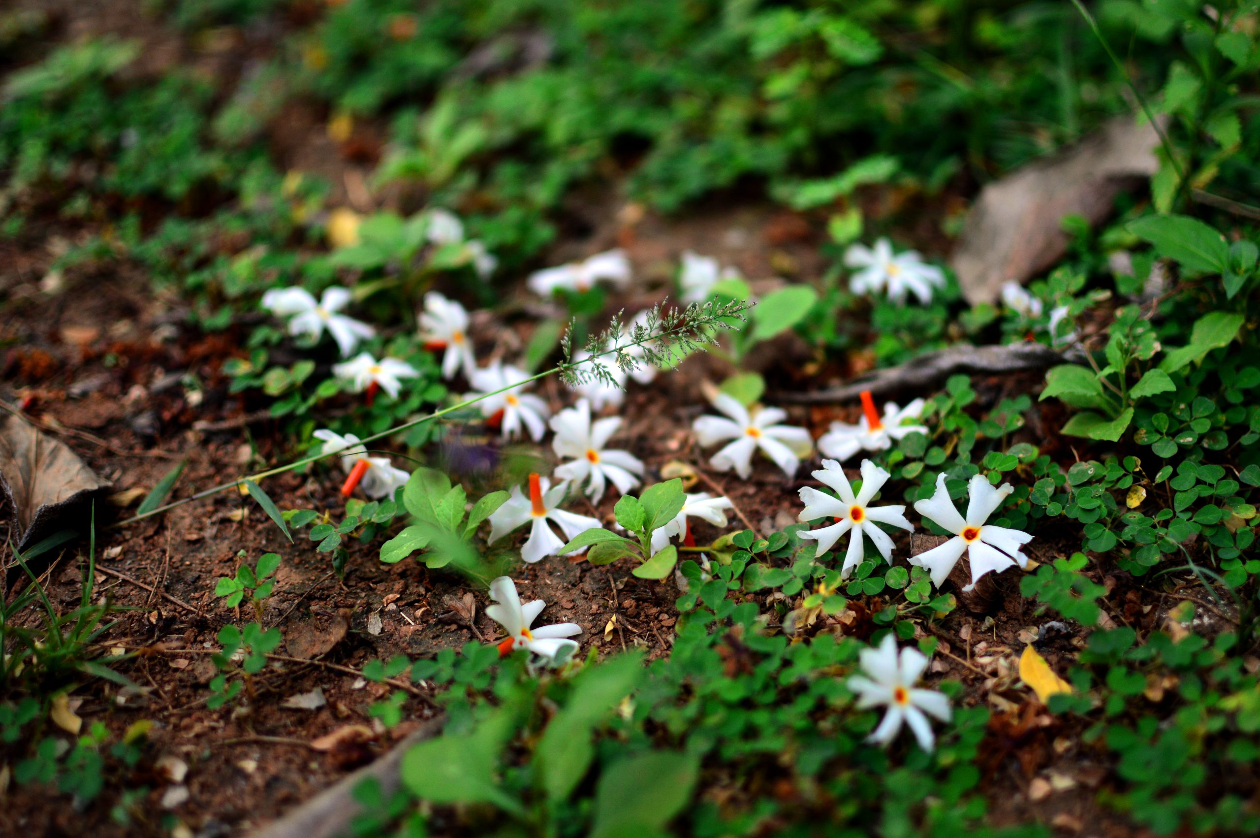 Parijat Flower at night
