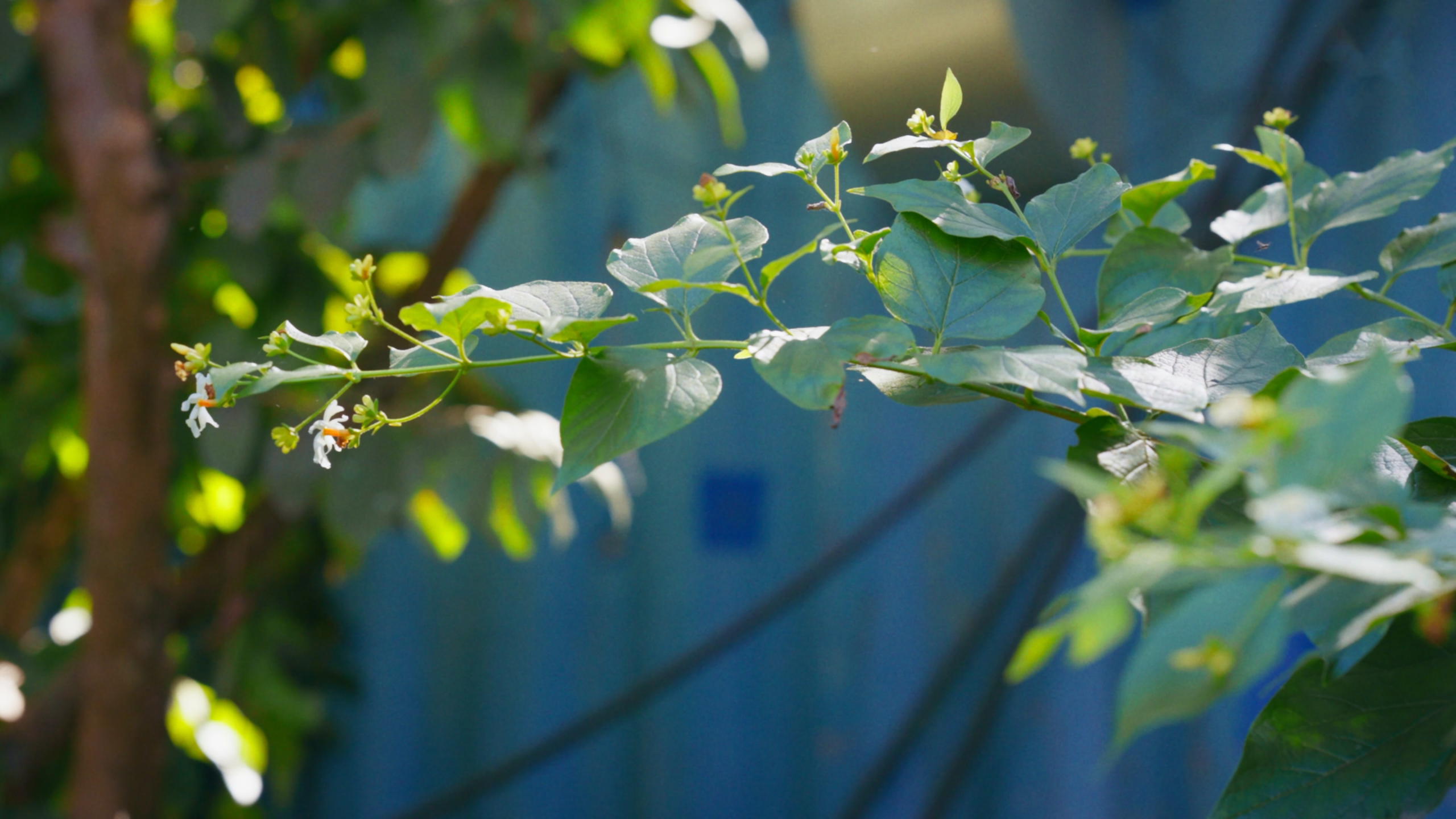Carpet of Parijat flowers