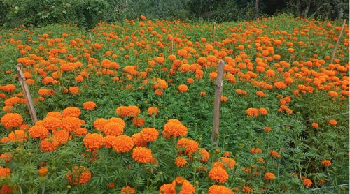 फूलखेतीबाट एकै सिजनमा पाँच लाख बढी आम्दानी