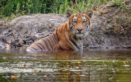 पर्सा राष्ट्रिय निकुञ्जमा ‘बाघ मित्र’ अभियान