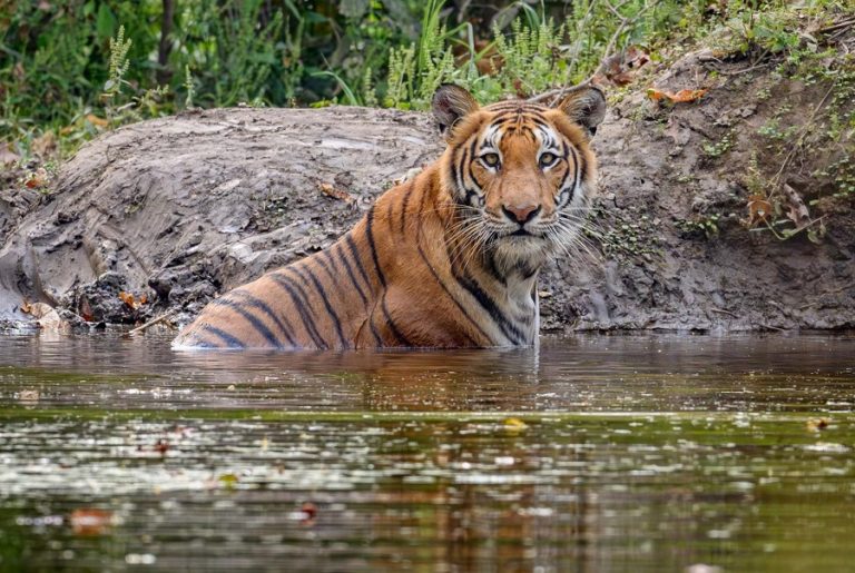 नेपाल–थाइल्याण्ड सहकार्यमा वन्यजन्तु फोटोग्राफी कार्यक्रम हुने