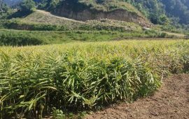 बाँदरले हैरान पारेपछि अदुवा खेतीतिर लागे किसान