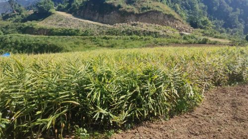 मूल्य खस्किएपछि अदुवा किसान मारमा