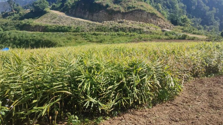 मूल्य खस्किएपछि अदुवा किसान मारमा