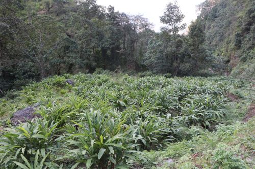 म्याग्दीको अर्मनमा अलैँचीखेतीको परीक्षण सफल