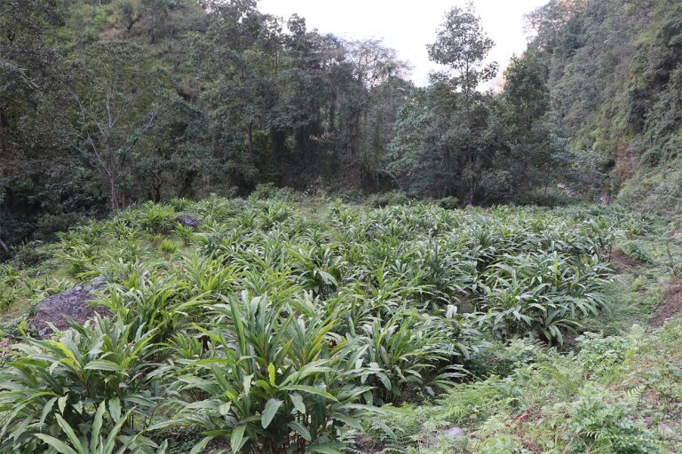 म्याग्दीको अर्मनमा अलैँचीखेतीको परीक्षण सफल