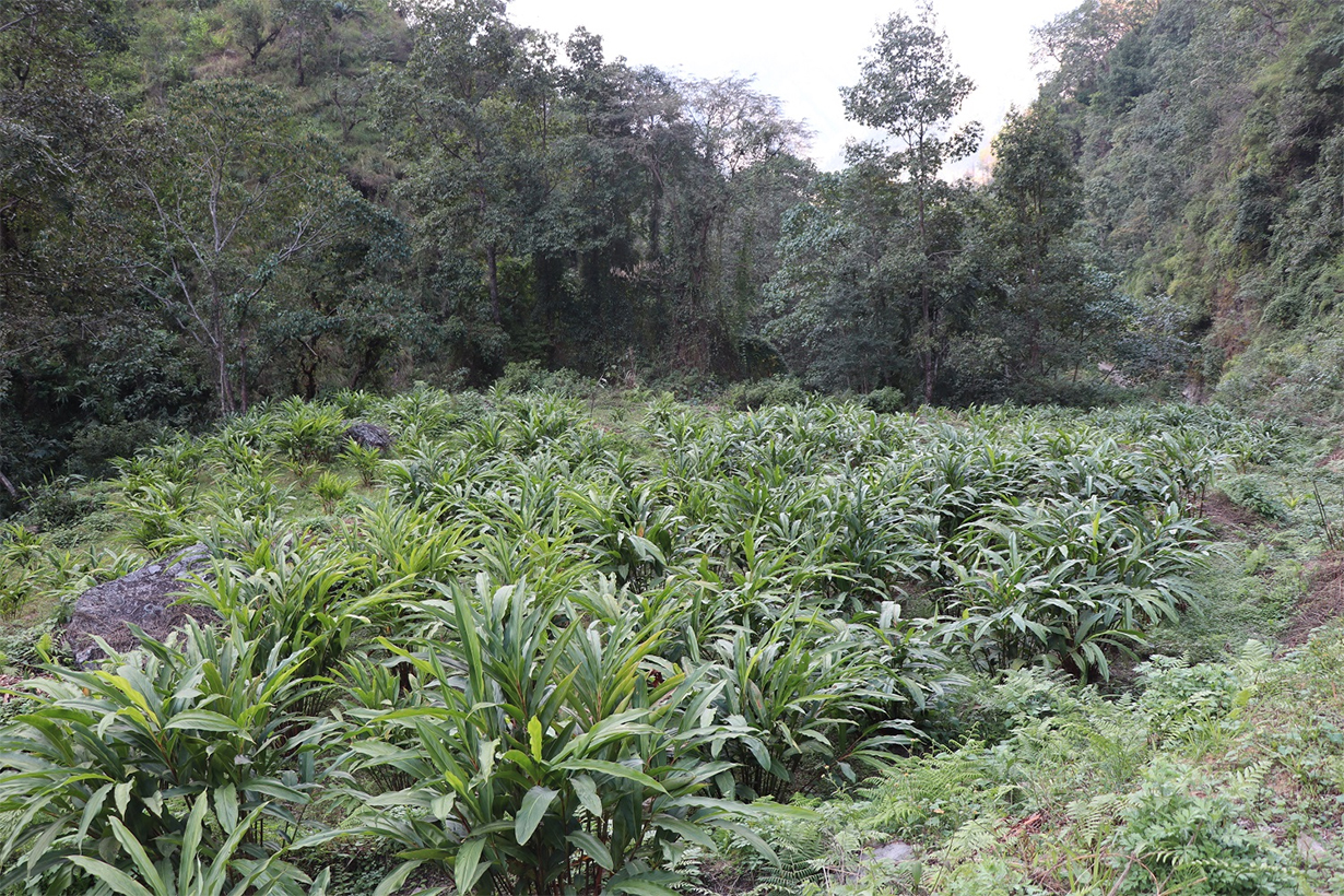 म्याग्दीको अर्मनमा अलैँचीखेतीको परीक्षण सफल