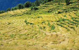 बेमौसमी झरी र बाढीले कृषिमा साढे ६ अर्ब बढी क्षति, धान र तरकारीमा धेरै