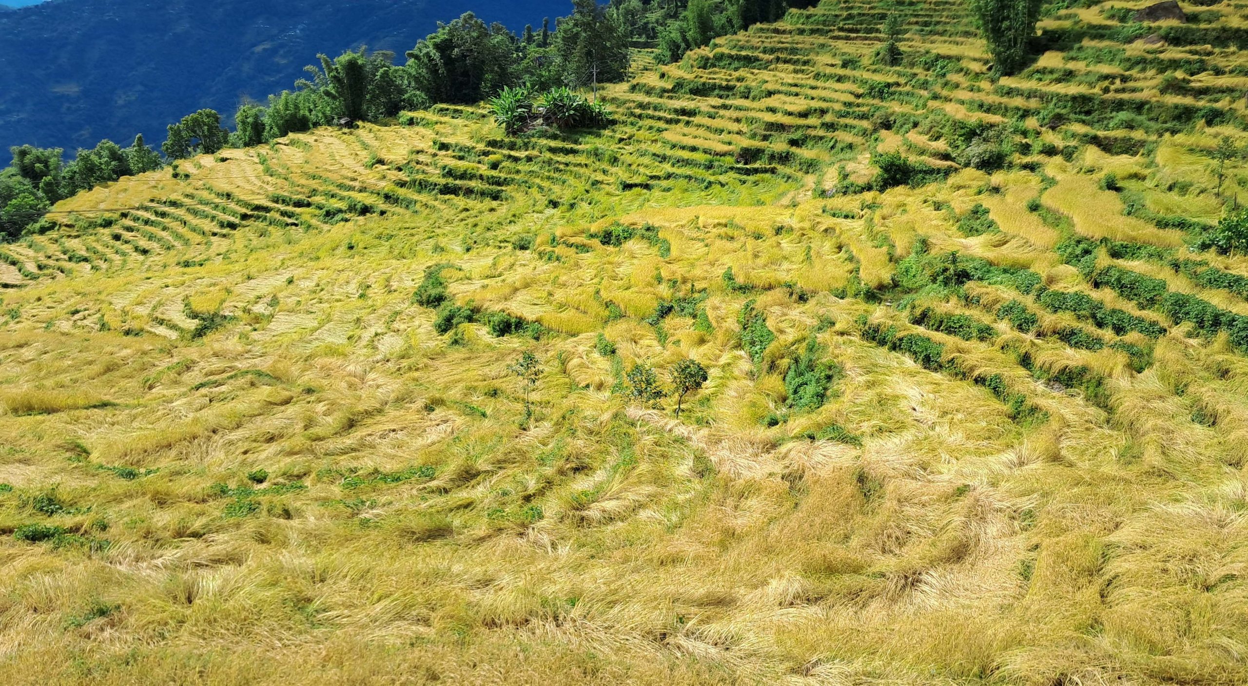 बेमौसमी झरी र बाढीले कृषिमा साढे ६ अर्ब बढी क्षति, धान र तरकारीमा धेरै