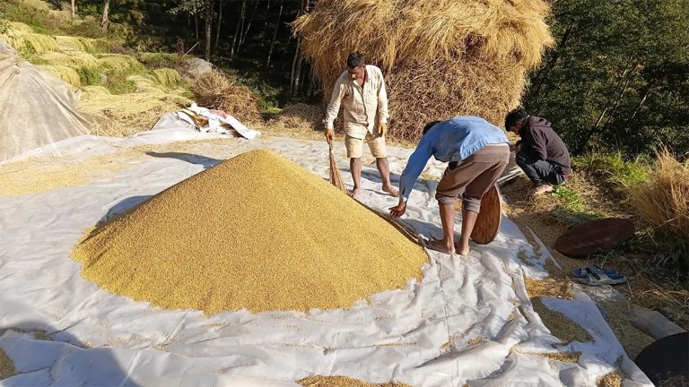 भोजपुरका किसानलाई धान थन्क्याउने चटारो