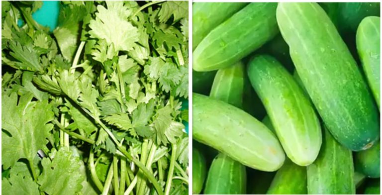 हरियो धनियाँ र काँक्रोमा भेटियो अत्याधिक विषादी