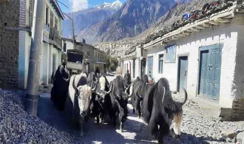 मुस्ताङ झरे डोल्पाली याक