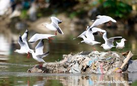 किन बागमतीमा आइपुगे हिमालयको पाहुना चरा ? (तस्वीरहरु)
