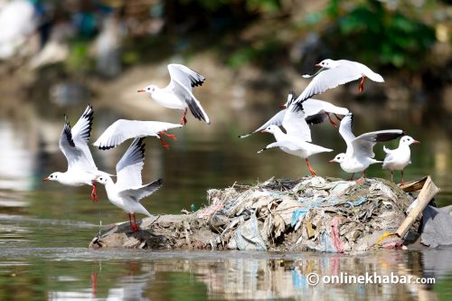किन बागमतीमा आइपुगे हिमालयका पाहुना चरा ? (तस्वीरहरु)