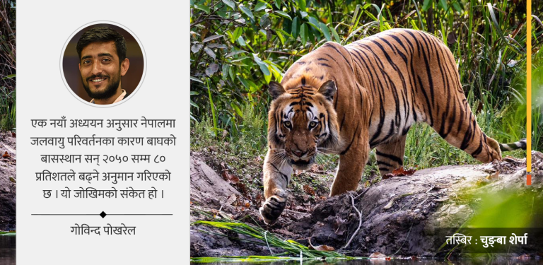 संरक्षित क्षेत्रबाहिर बाघ : नेपालमा बासस्थान ८० प्रतिशतले बढ्ने प्रक्षेपण