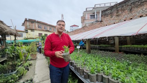 नर्सरीबाट वार्षिक ४० लाख आम्दानी