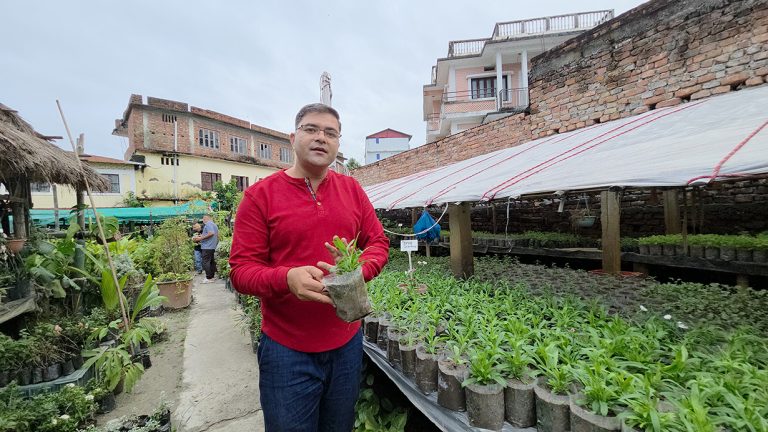 नर्सरीबाट वार्षिक ४० लाख आम्दानी