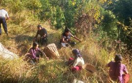 भोजपुरका किसान कोदो थन्क्याउन व्यस्त