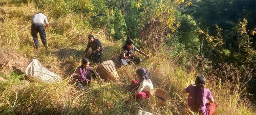 भोजपुरका किसान कोदो थन्क्याउन व्यस्त