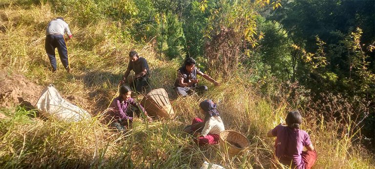 भोजपुरका किसान कोदो थन्क्याउन व्यस्त