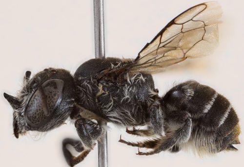 अस्ट्रेलियामा भेटियो ‘लुसिफर’ मौरी : सिङ भएको नयाँ प्रजातिले वैज्ञानिकहरू नै चकित