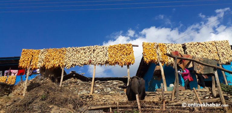 रुकुमपूर्वमा मकै भण्डारणको गज्जब तरिका (तस्वीरहरू)