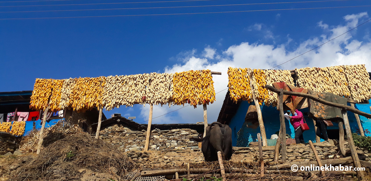 रुकुमपूर्वमा मकै भण्डारणको गज्जब तरिका (तस्वीरहरू)