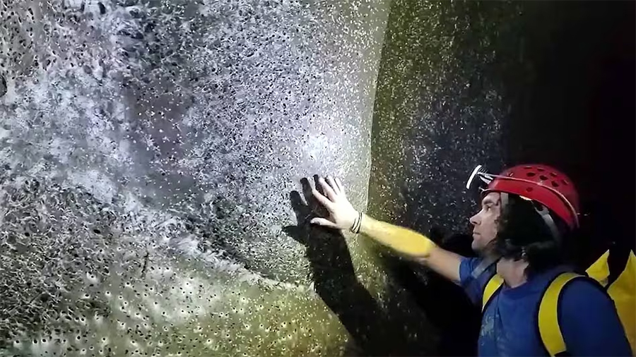 युरोपमा भेटियो विश्वकै सबैभन्दा ठूलो माकुराको जालो