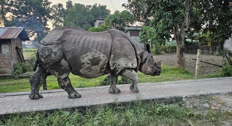 टुहुरो ‘मेघौली’ गाडीको ठक्करबाट घाइते, एक जना पक्राउ