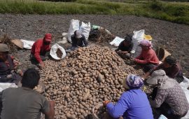 मुस्ताङमा आलु उत्पादन क्षेत्र विस्तार : ६२ करोड ८२ लाख बढीको बिक्री