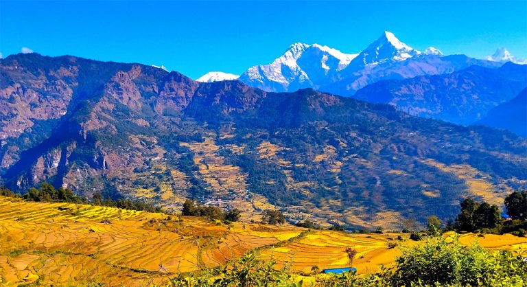 म्याग्दीका किसान उन्नत जातका धानखेतीतर्फ आकर्षित