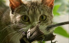 चमेरो र छेपारा मारेको भन्दै २५ लाख जङ्गली बिरालो मार्दै न्युजिल्यान्ड