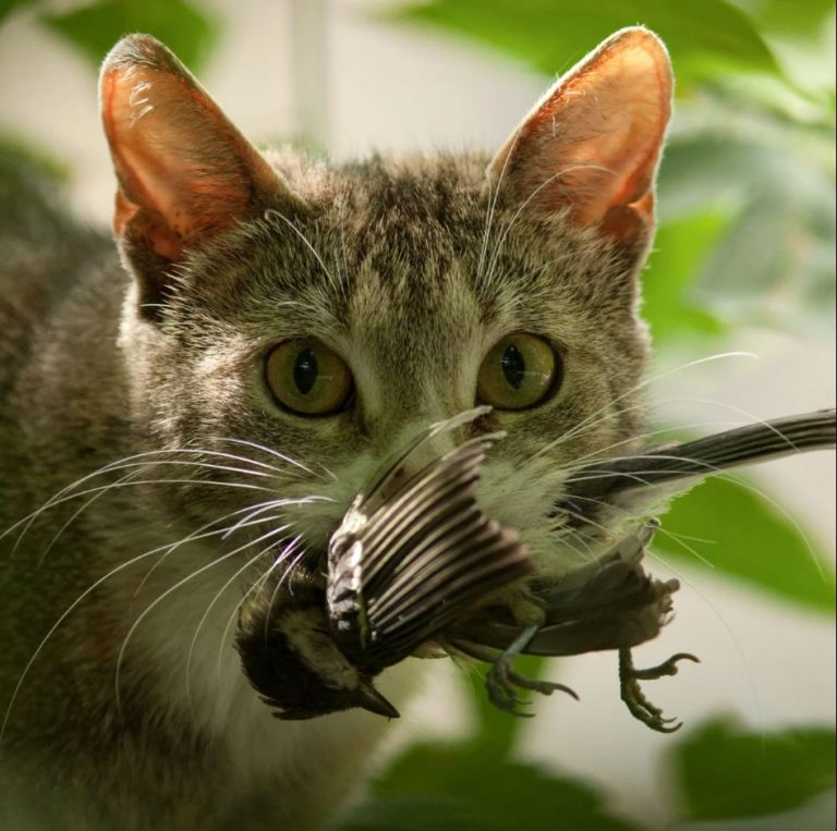 चमेरो र छेपारा मारेको भन्दै २५ लाख जङ्गली बिरालो मार्दै न्युजिल्यान्ड