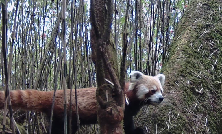 धवलागिरिका जलजला, मुना र मरेनी क्षेत्रमा भेटिए थप ‘रेडपाण्डा