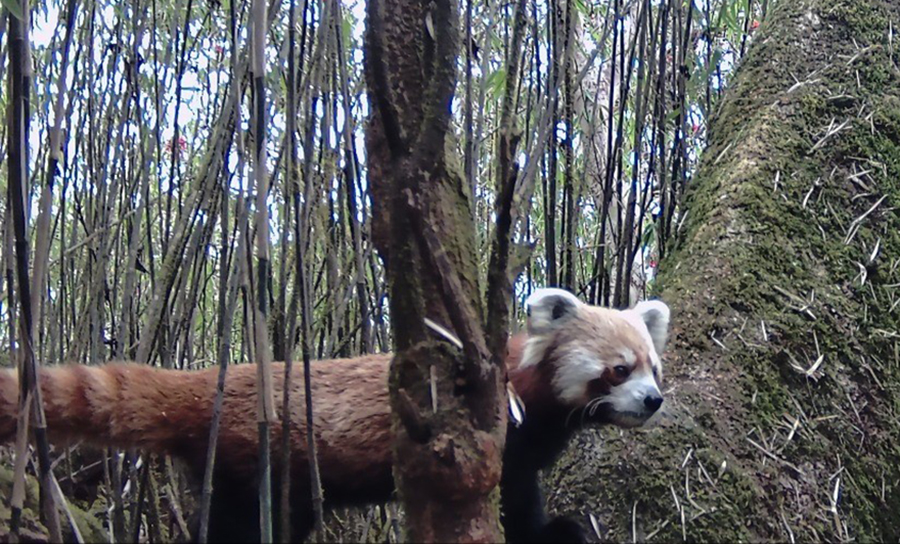 धवलागिरिका जलजला, मुना र मरेनी क्षेत्रमा भेटिए थप ‘रेडपाण्डा