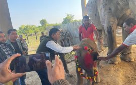 कोशीटप्पुकी शोभाकलीले जन्माइन् सातौँ छावा